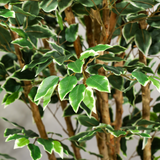 180cm Potted Artificial Ficus Tree