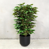 160cm Artificial Coffee Tree