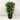 160cm Artificial Coffee Tree