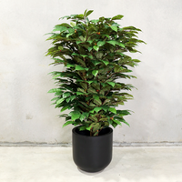 160cm Artificial Coffee Tree