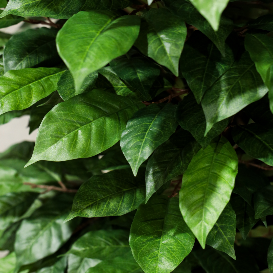 160cm Artificial Coffee Tree
