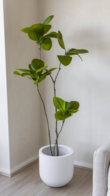 156cm Artificial Fiddle Leaf