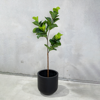 180cm Potted Artificial Fiddle Leaf