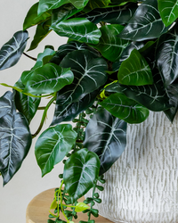 Alocasia Arrangement