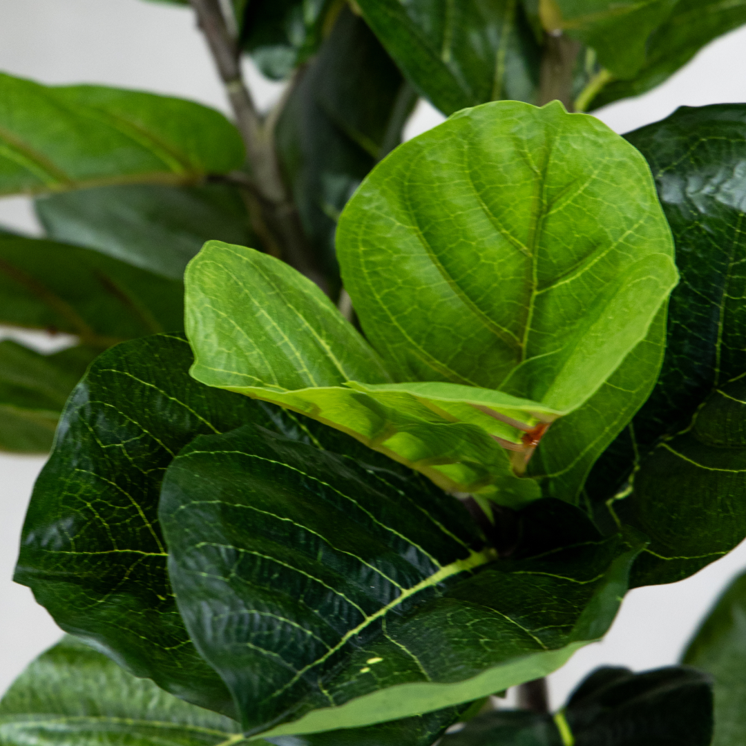180cm Potted Artificial Fiddle Leaf