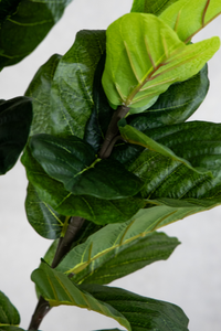 180cm Potted Artificial Fiddle Leaf