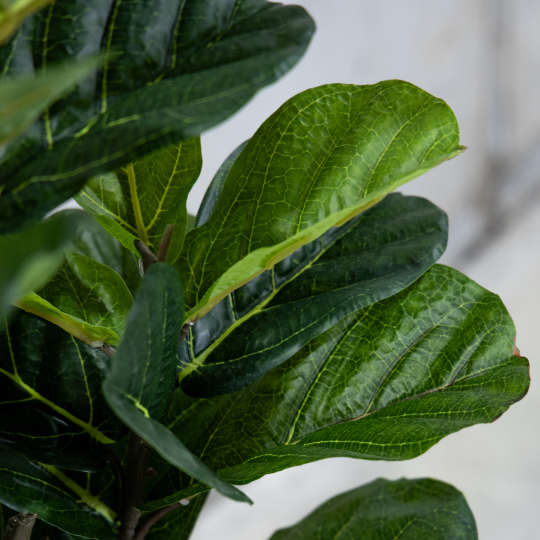 150cm Potted Artificial Fiddle Leaf