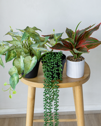 Urban Bloom Arrangement