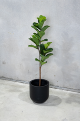 150cm Potted Artificial Fiddle Leaf