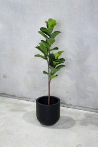 150cm Potted Artificial Fiddle Leaf