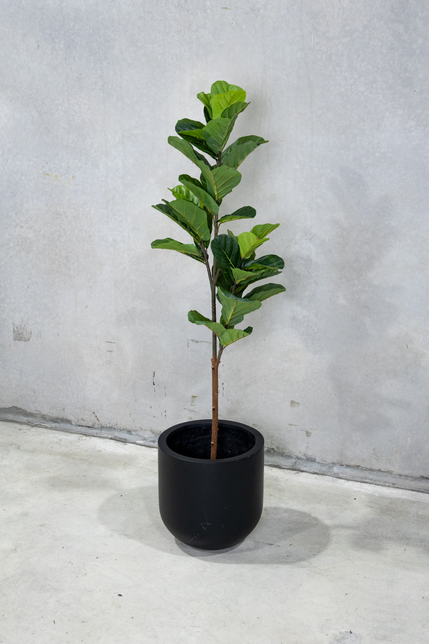 150cm Potted Artificial Fiddle Leaf