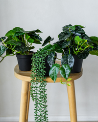Alocasia Arrangement