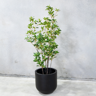 170cm Potted Artificial Japanese Plant