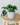 45cm Potted Artificial Alocasia