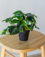 45cm Potted Artificial Alocasia