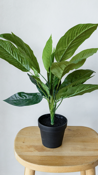 56cm Potted Artificial Cordyline