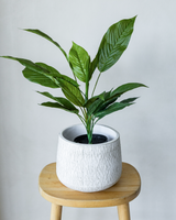 56cm Potted Artificial Cordyline