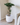 90cm Potted Artificial Podocarpus Plant