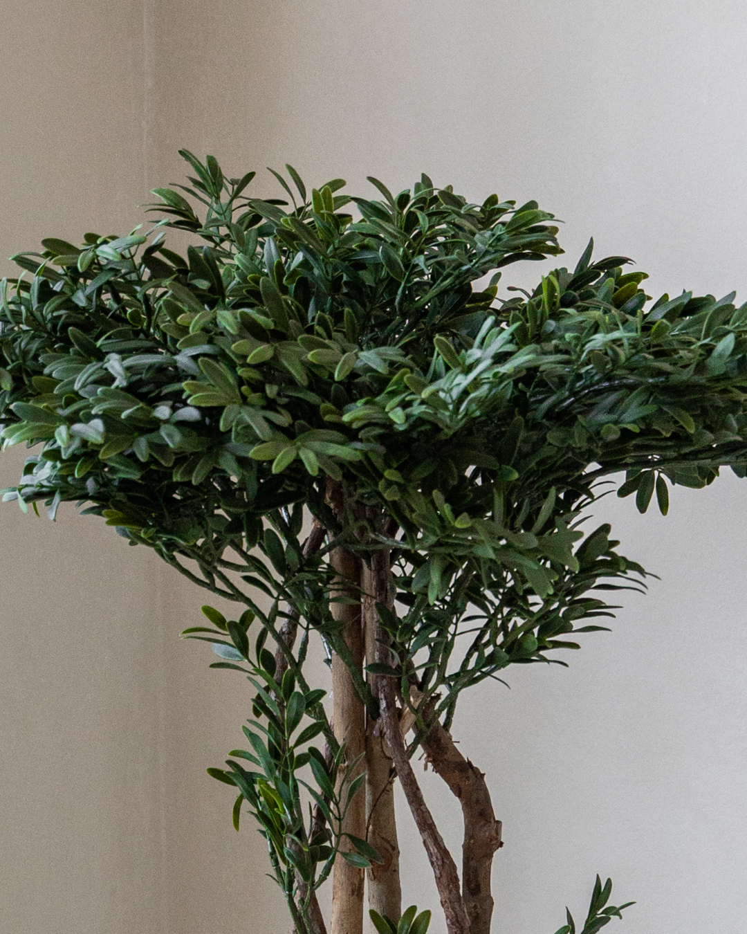 90cm Potted Artificial Podocarpus Plant