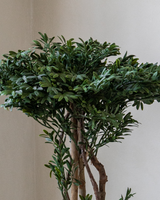 90cm Potted Artificial Podocarpus Plant