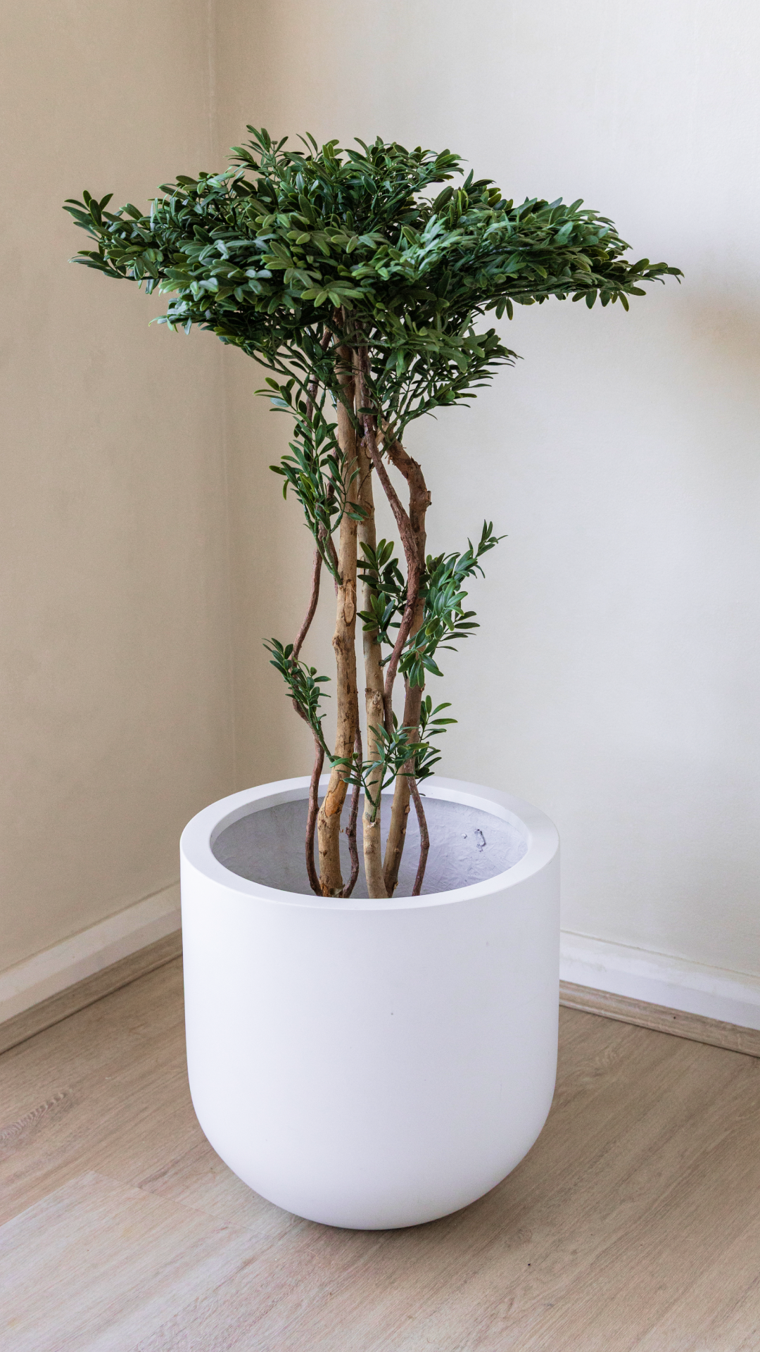 90cm Potted Artificial Podocarpus Plant