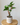 40cm Potted Artificial Arrowhead Greenery