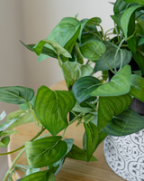 65cm Potted Artificial Pothos