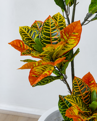 150cm Potted Artificial Croton