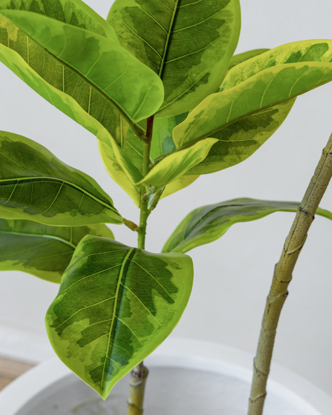 150cm Fiddle Leaf