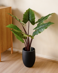 Minimal studio bundle