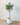 150cm Potted Artificial Olive Tree