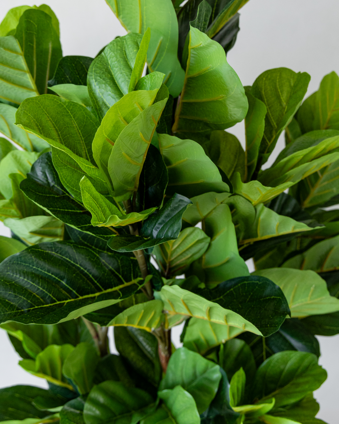 180cm Potted Artificial Fiddle Leaf