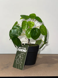 20cm Artificial Chinese Money Plant