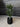 120cm Potted Artificial Podocarpus Plant
