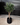 155cm Artificial Olive Tree