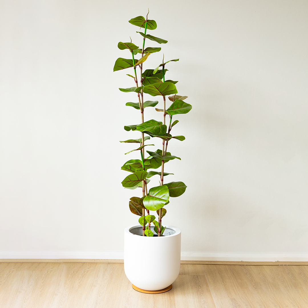 170cm Artificial Fig Tree