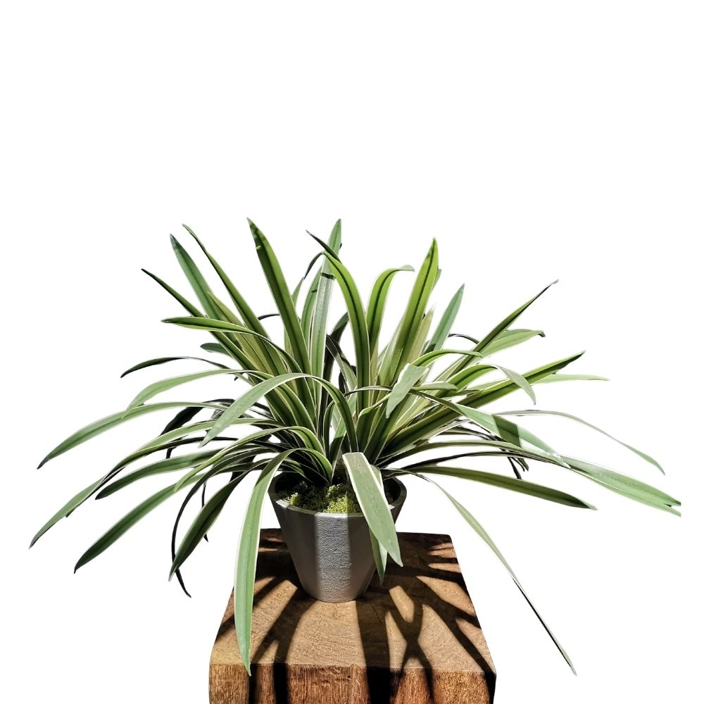 50cm Artificial Spider Plant