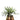 50cm Artificial Spider Plant