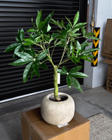 90cm Artificial Wealth Tree