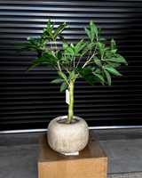90cm Artificial Wealth Tree