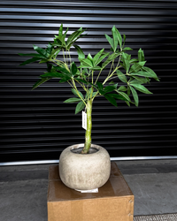 90cm Artificial Wealth Tree