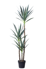 160cm Artificial Yucca