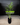Cali Bundle
