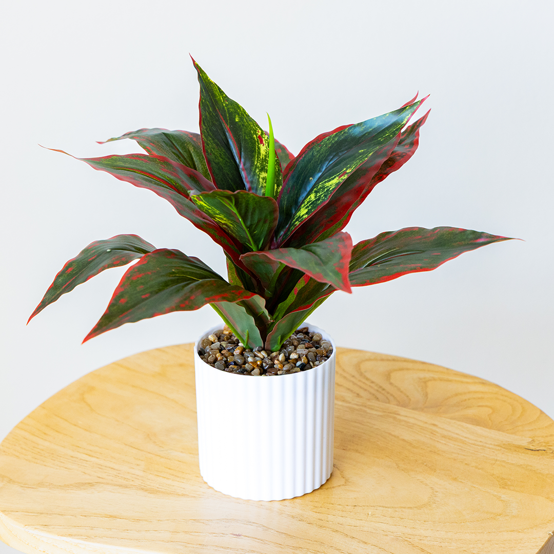 Small Evergreen Plant