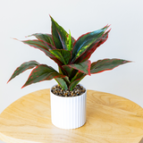 Small Evergreen Plant