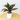 Small Evergreen Plant