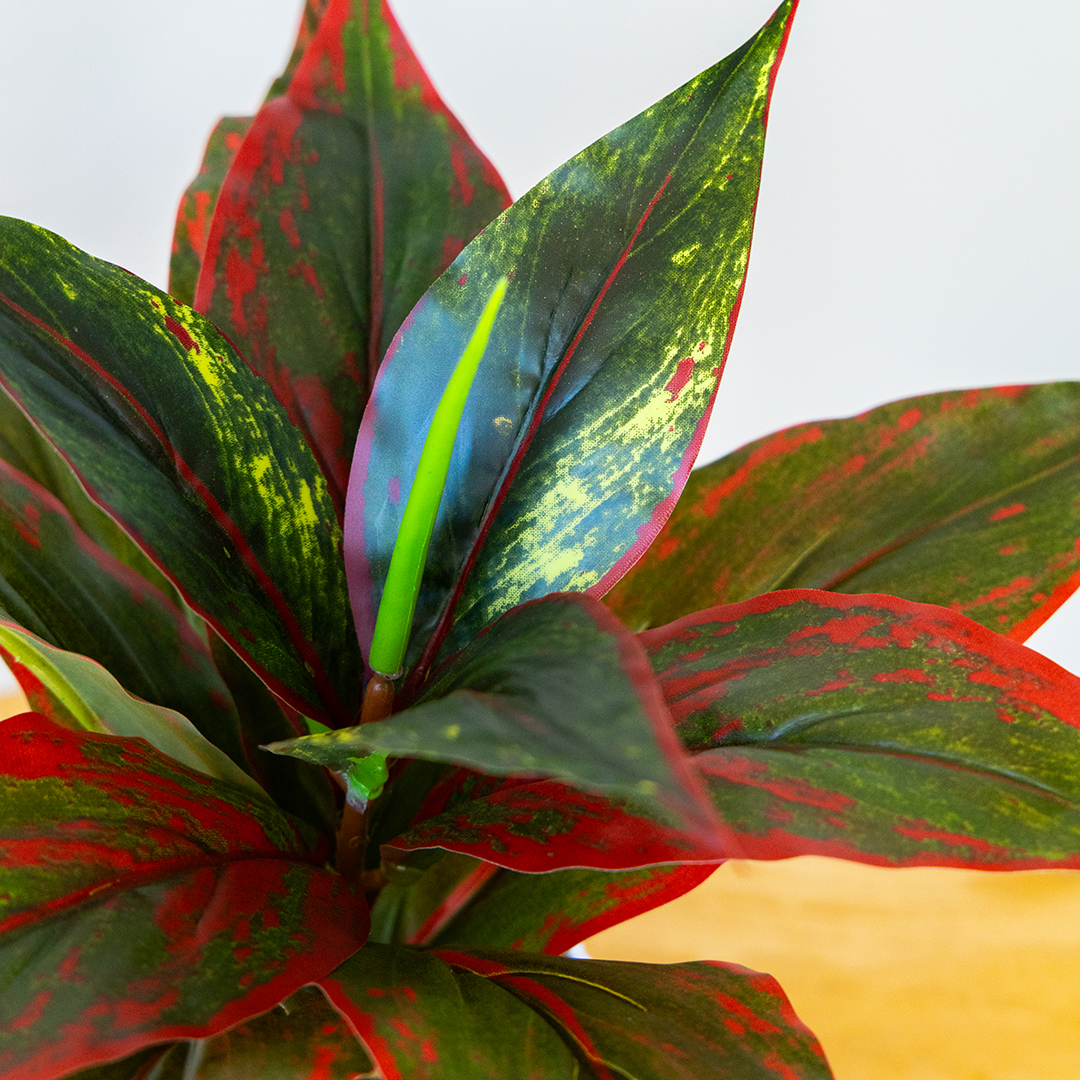 Small Evergreen Plant