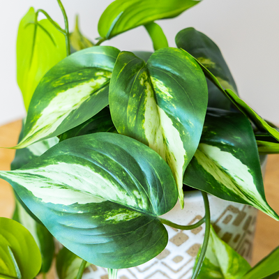 45cm Potted Artificial Pothos