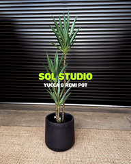 Sol Studio