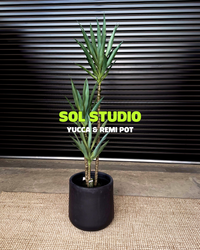 Sol Studio